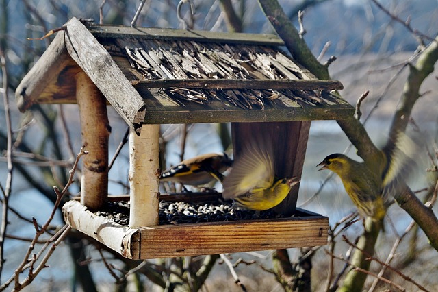 Comment installer une mangeoire à oiseaux ?