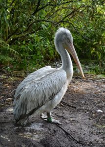 pelican frisé