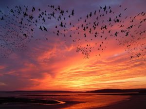 migration d'oiseaux